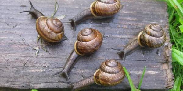 Как избавиться от улиток в огороде: 4 лучших способа