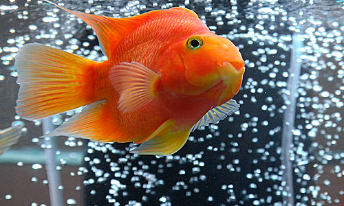 Насос для аквариума: как обеспечить рыб кислородом?