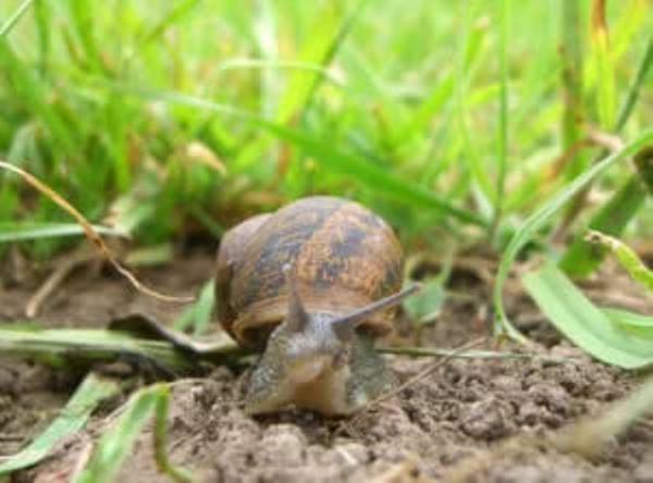 Как избавиться от улиток в огороде