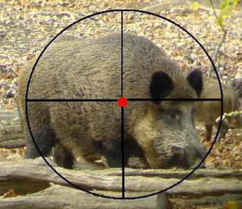 Как охотиться на кабана: с гладкоствольным оружием, видео, с подхода летом, осенью, загоном, на секача