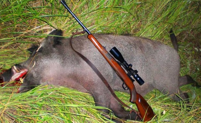 Как охотиться на кабана: с гладкоствольным оружием, видео, с подхода летом, осенью, загоном, на секача