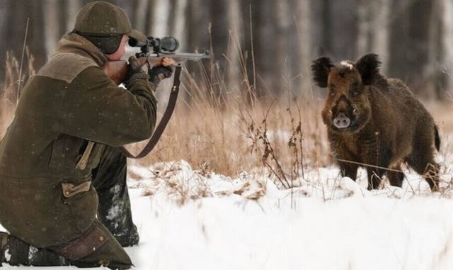 Как охотиться на кабана: с гладкоствольным оружием, видео, с подхода летом, осенью, загоном, на секача