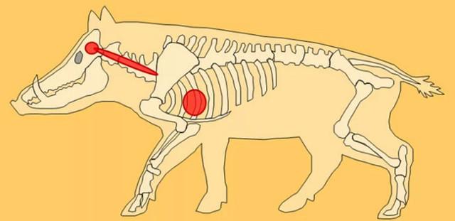 Как охотиться на кабана: с гладкоствольным оружием, видео, с подхода летом, осенью, загоном, на секача