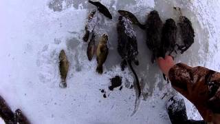 Охота на ондатру и куницу.(Проверив морды на ондатру, решил проверить капканы на куницу, результат порадовал., 2015-11-22T12:41:46.000Z)