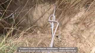 Как правильно ставить петли на Барсука!(Один из самых лучших способов ловли барсука, лису, зайца, и др. животных на петли! Личный Опыт! JOIN VSP GROUP PARTNER. 2015-10-08T09:12:02.000Z)