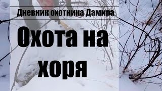 Охота на хоря (хорька) с капканом(НА КАНАЛЕ НЕ ПУБЛИКУЮТСЯ СЦЕНЫ НАСИЛИЯ! Я ЗА ОХОТНИЧИЙ ЭТИКЕТ! В данном видео показан процесс установки. 2017-01-08T12:31:20.000Z)
