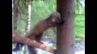 Капкан на куницу(, 2013-11-20T11:37:11.000Z)