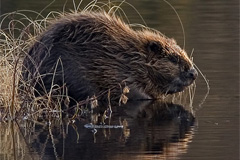 Способы охоты на бобра