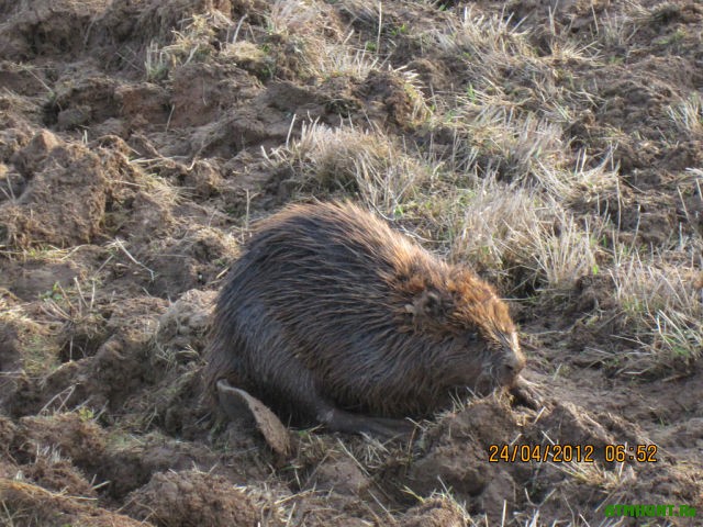Ohota na bobra s ruzh