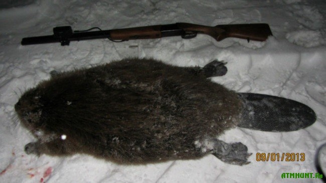 Ohota na bobra s ruzh