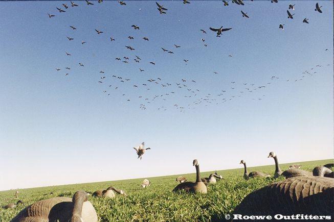 Охота на гуся, охота на гуся весной и охота на гуся осенью