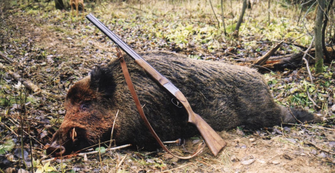 Охота на кабана