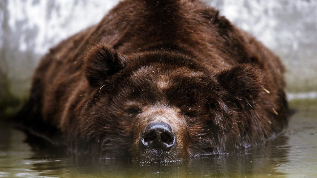 охота на медведя