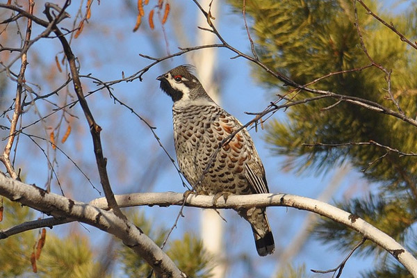 Рябчик в природе