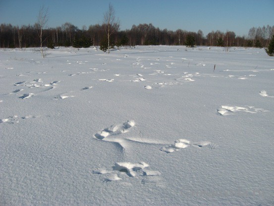 Рябчиковые лунки