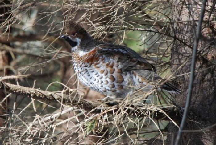 охота на рябчика поздней осенью