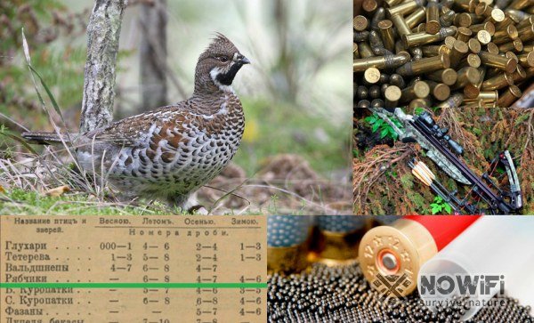 охота на рябчика