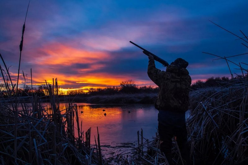 Перед охотой на уток зорями следует определить маршрут пролёта птиц и удобные места для засидки