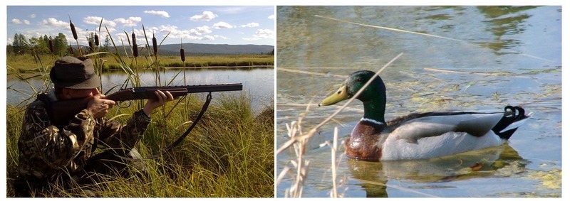 Весенняя охота разрешена только на селезней