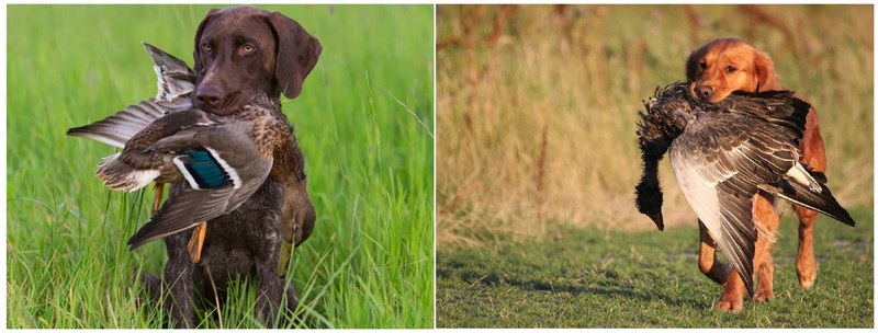 Для охоты на уток подойдут охотничьи собаки любых пород