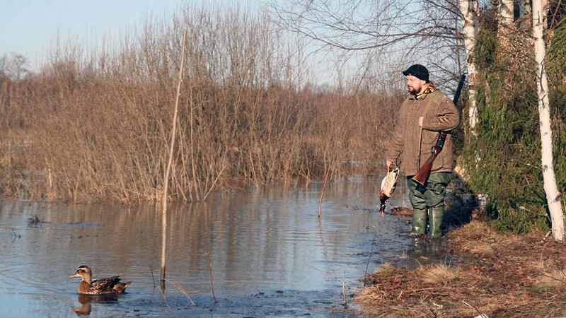 Перед охотой подсадных уток выпускают к водоему, чтобы птица привыкла к местности