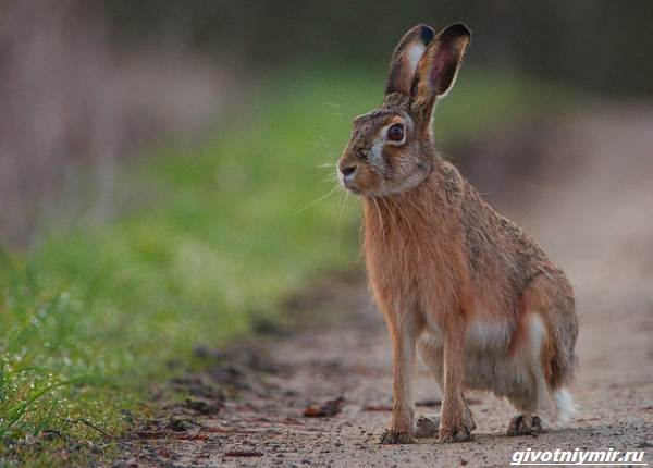 Охота-на-зайца-разными-способами-4