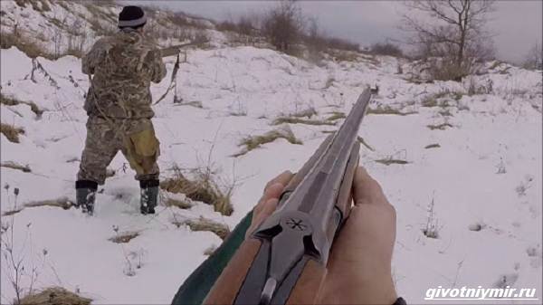 Охота-на-зайца-разными-способами-7