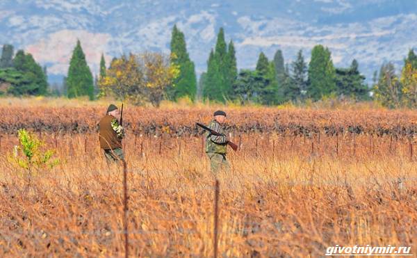 Охота-на-зайца-разными-способами-6