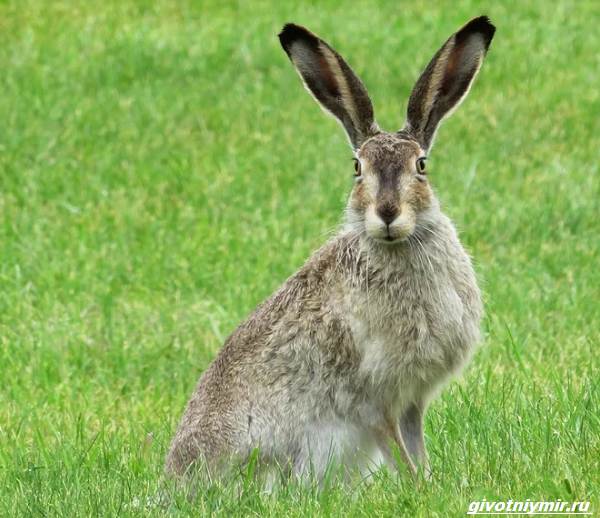 Охота-на-зайца-разными-способами-3