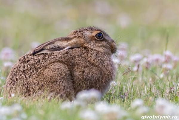 Охота-на-зайца-разными-способами-2