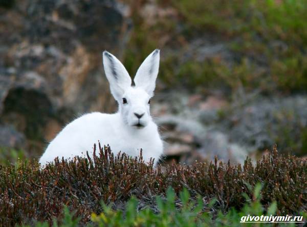Охота-на-зайца-разными-способами-1