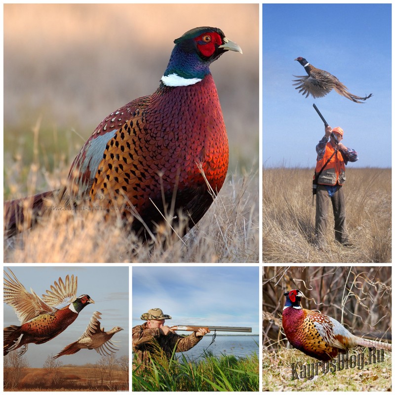 Секреты охоты на фазана без собаки