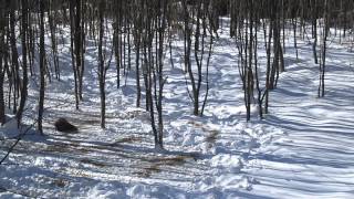 Охота на кабана с вышки в Смоленской области 2013 г(Вот так надо валить кабанчиков. 2013-09-23T13:55:37.000Z)