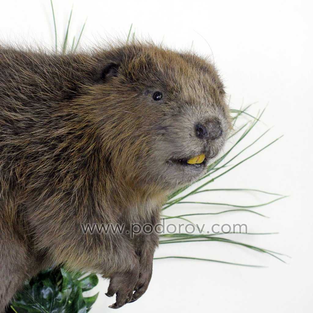 чучело бобра