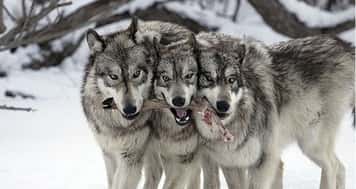 виды охоты на волка