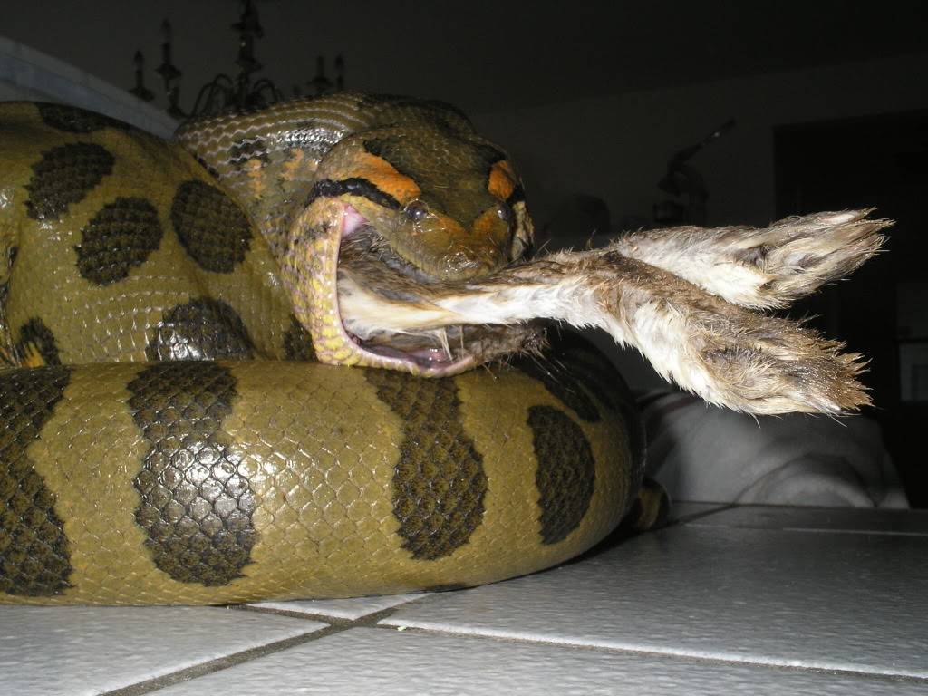 Анаконда живородящая или нет. Анаконда: характеристика гигантской змеи, где она обитает