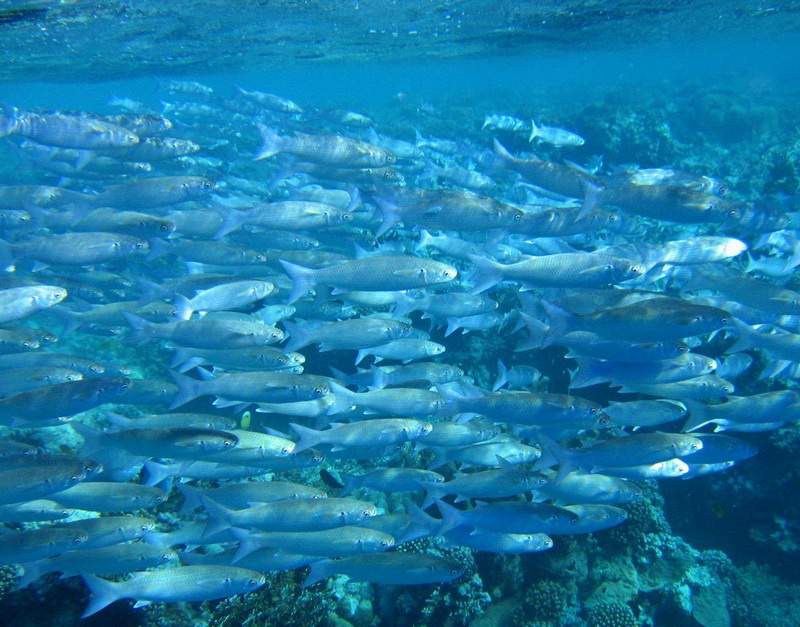 Косяк рыбы