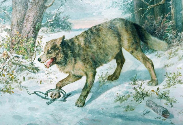 волк попал в капкан