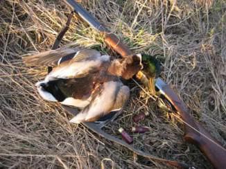 Охота на утку