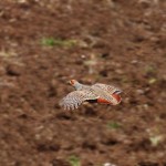 Полет куропатки