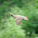 Полет кеклика