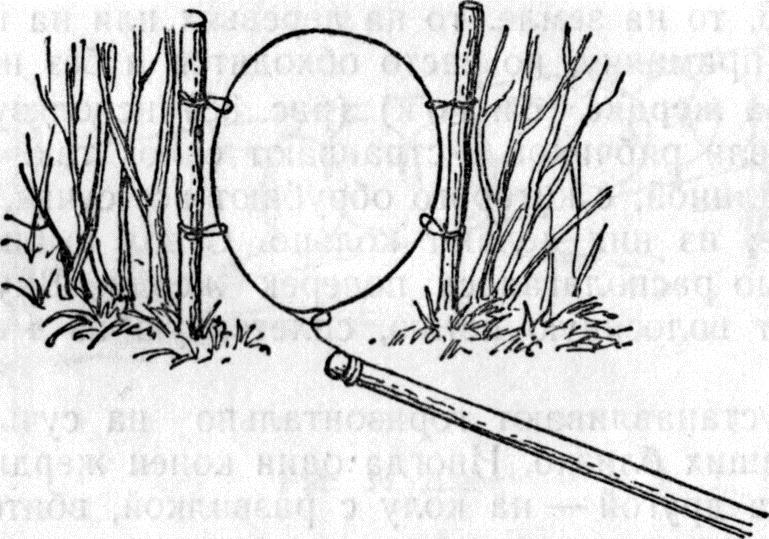 Силок на куропатку