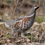 Тундряная куропатка летом