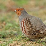 Бородатая куропатка