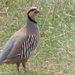 Красный кеклик