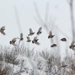 Выводок серых куропаток летит