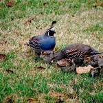 Тасманская куропатка