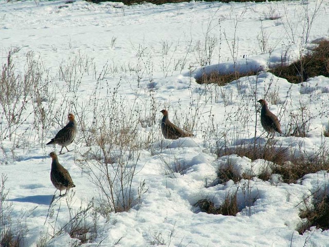 Куропатки на снегу