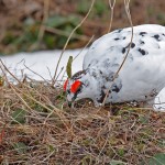 Тундряная куропатка зимой