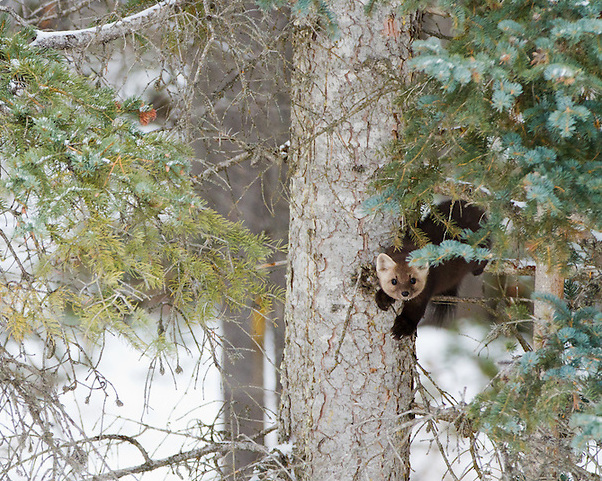 перемещение куницы по деревьям